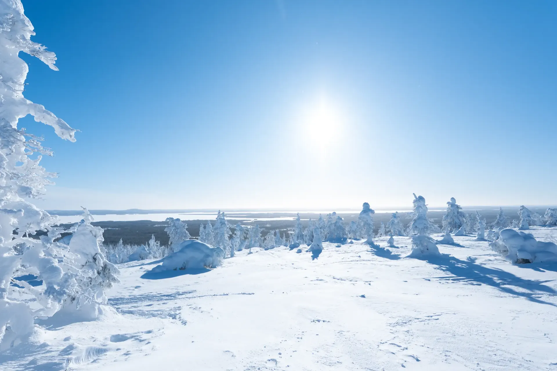 ラップランドの陽光に輝く樹氷の森の風景