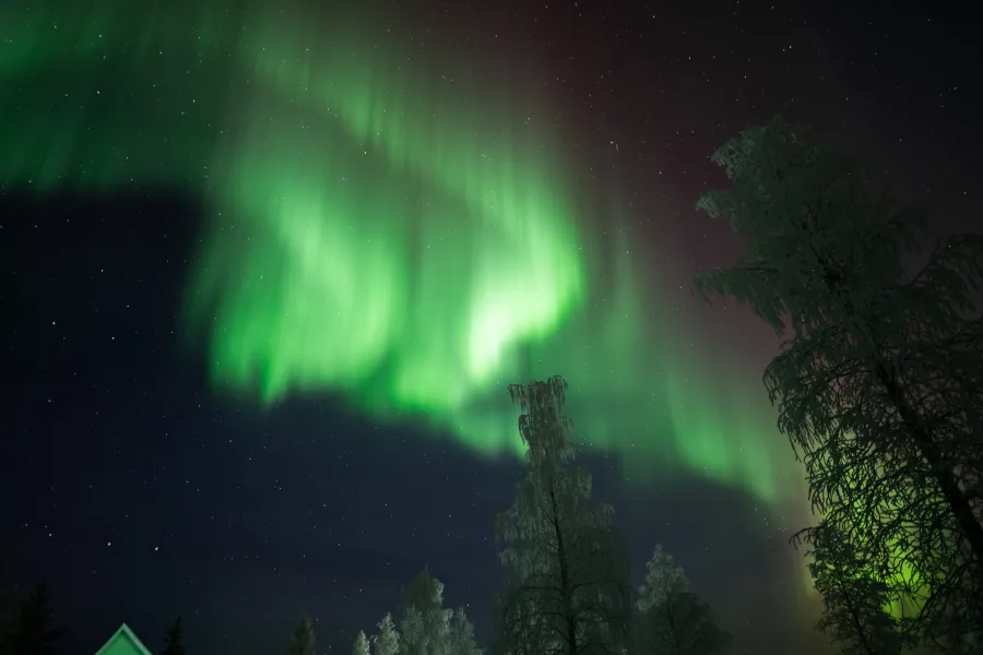 Green aurora above frost-covered spruce trees in Lapland