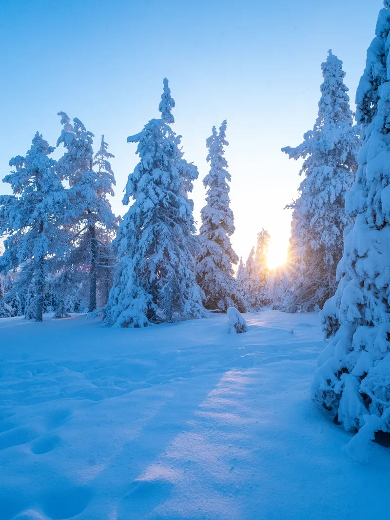 Sun breaking through crown-snow trees in blue morning light on Riisitunturi