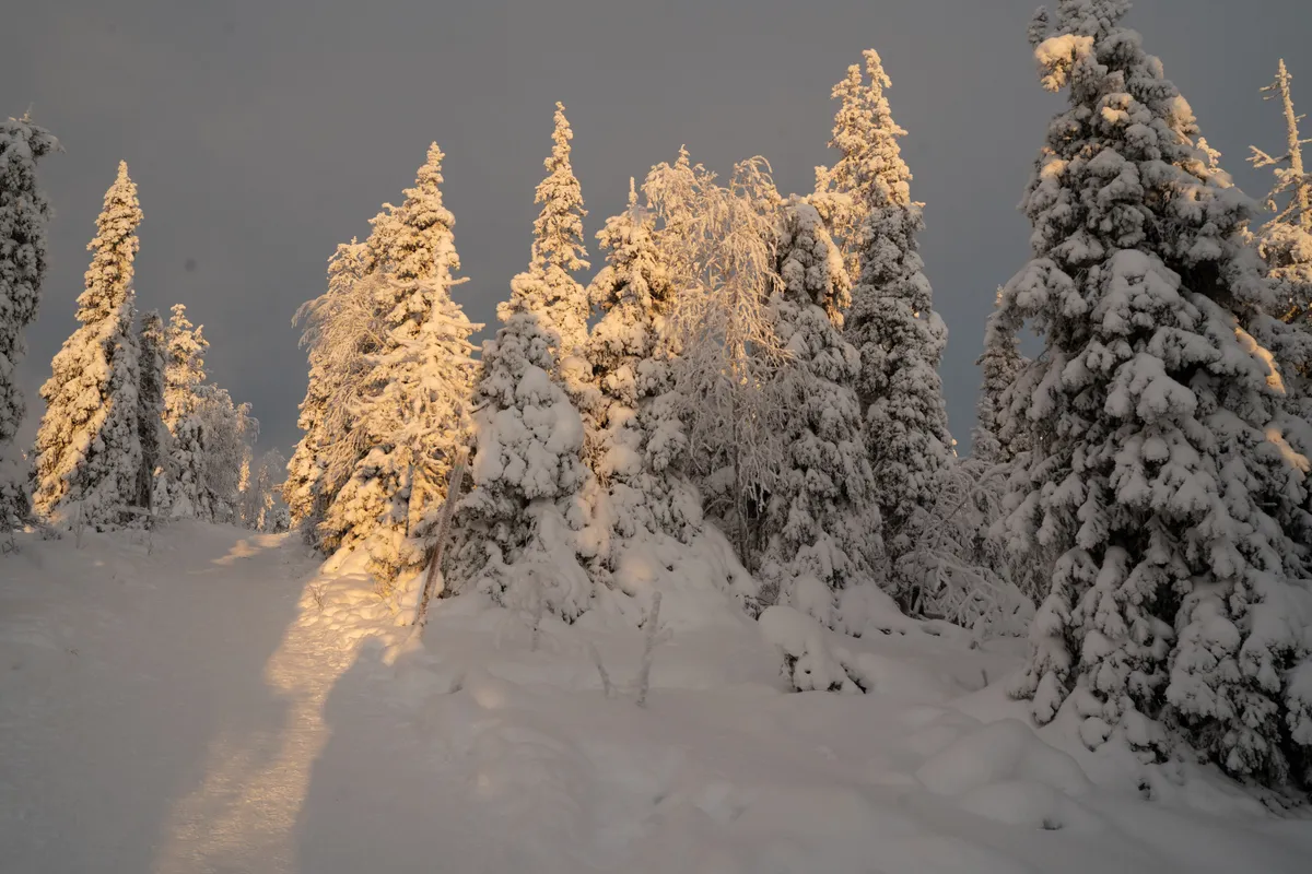 Golden afternoon light on the crown-snow forest in Riisitunturi