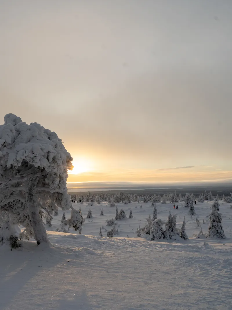 Snow-crowned tree above the treeline on the Riisitunturi summit trail at sunset