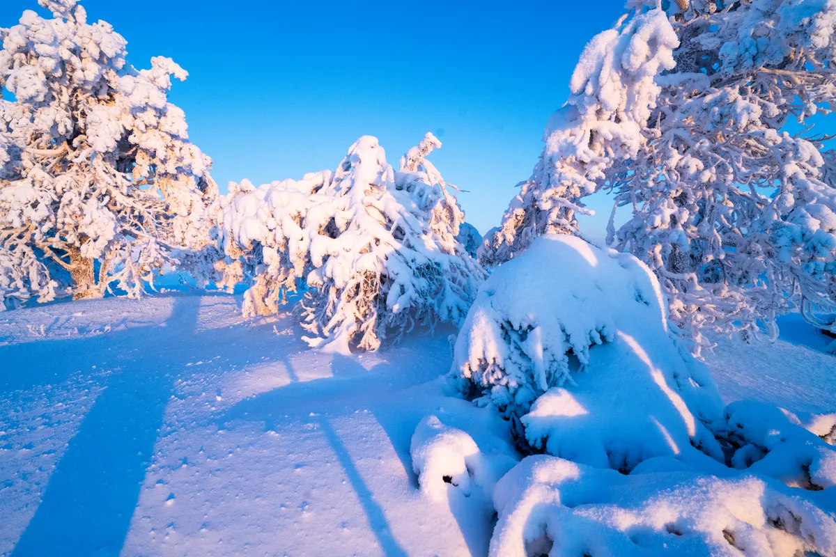 Sunlit crown-snow trees against a clear blue sky in Riisitunturi National Park